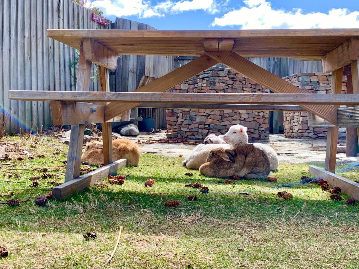 Tailor Made Tekapo Accommodation - Hostel Лейк Текапо Екстериор снимка